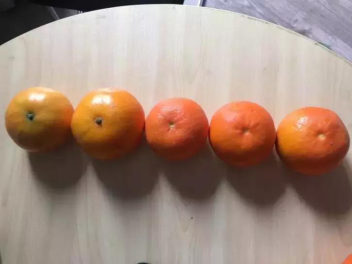 贡柑柑橘,柑橘沃柑和脐橙的区别