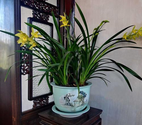 兰花的叶片又黑又绿怎么养护的,兰花变黄怎么能让叶子变绿