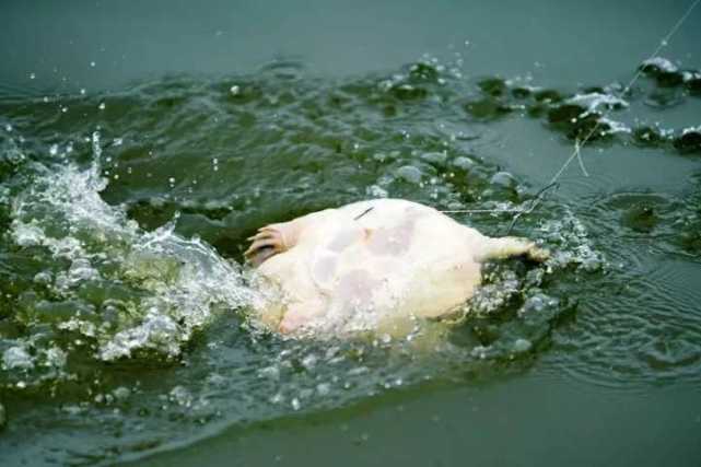 民间历史悠久,技术含量很高的渔猎绝技“打甲鱼”