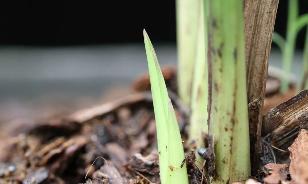 长寿梅蕙兰怎么种植,蕙兰老八种兰花哪一种最好