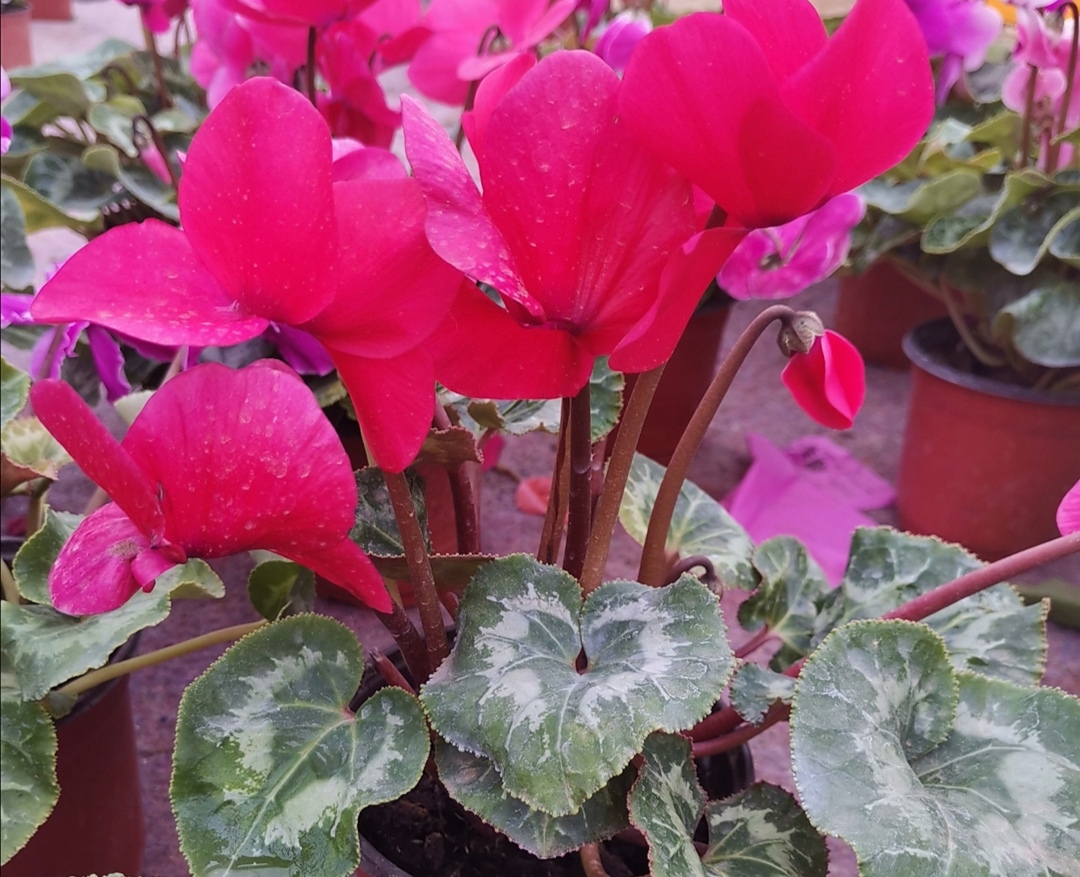 养仙客来怎么浇水,养仙客来时注意这几点轻松养爆盆