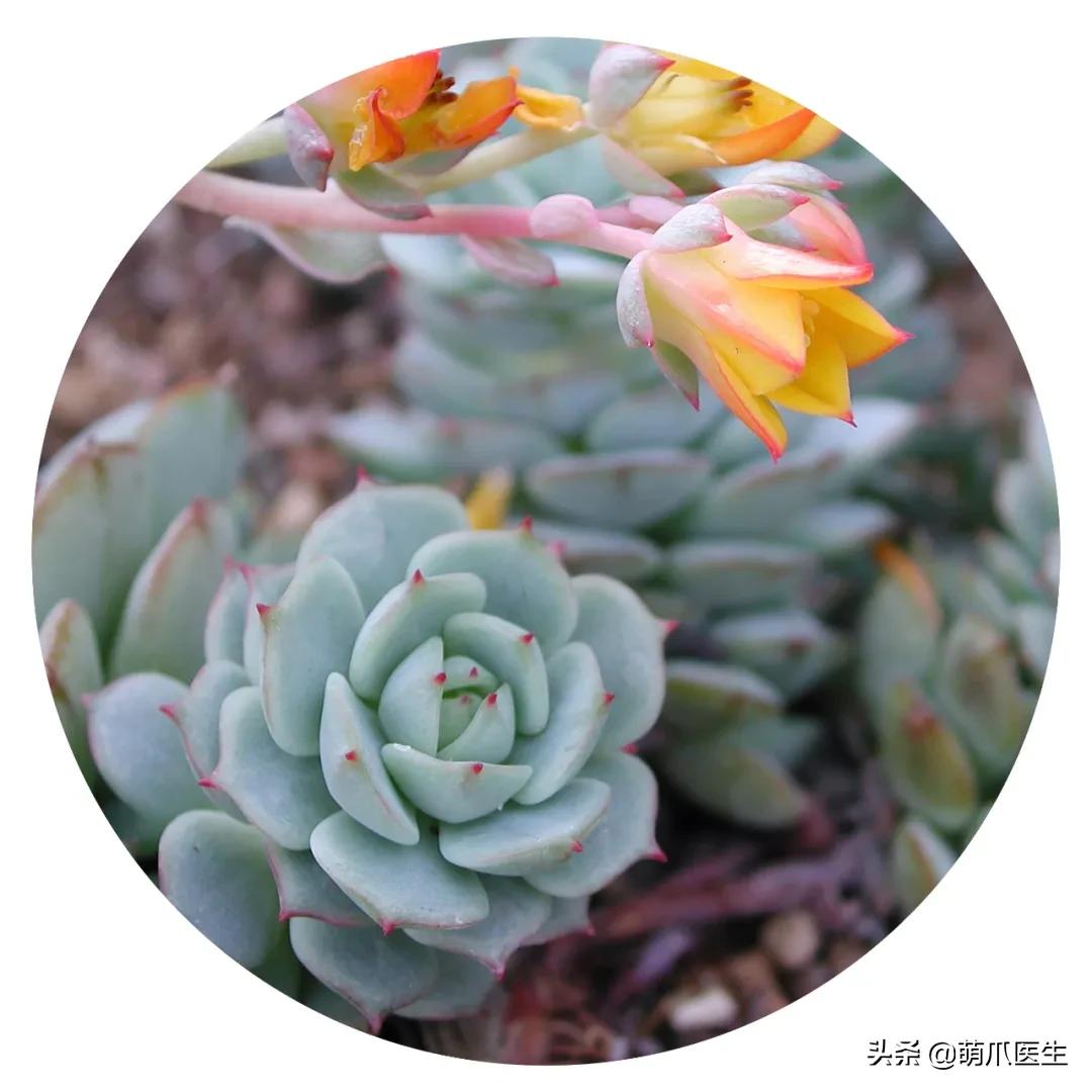 养了猫还适合养鹦鹉吗,养了猫还能养松鼠吗