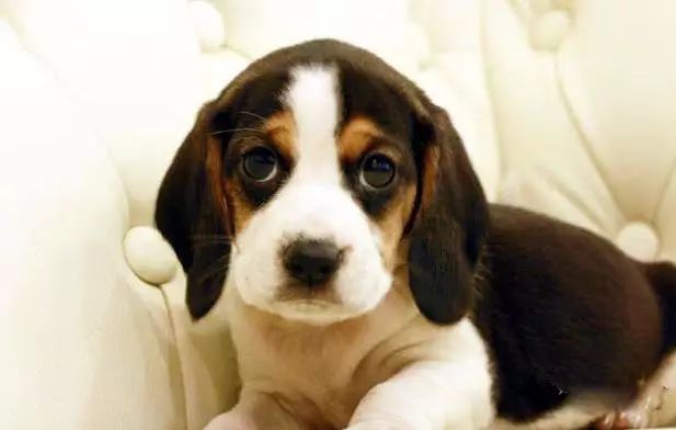 45种名犬大全,72种名犬图片附介绍