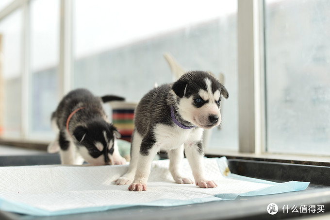 一次创世纪的生活体验—记哈士奇当妈妈