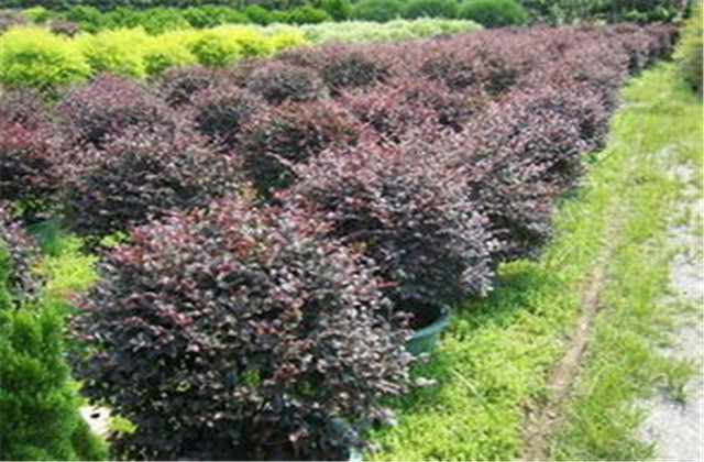 红檵木有多少种品种,檵木和红檵木的药用价值有啥区别