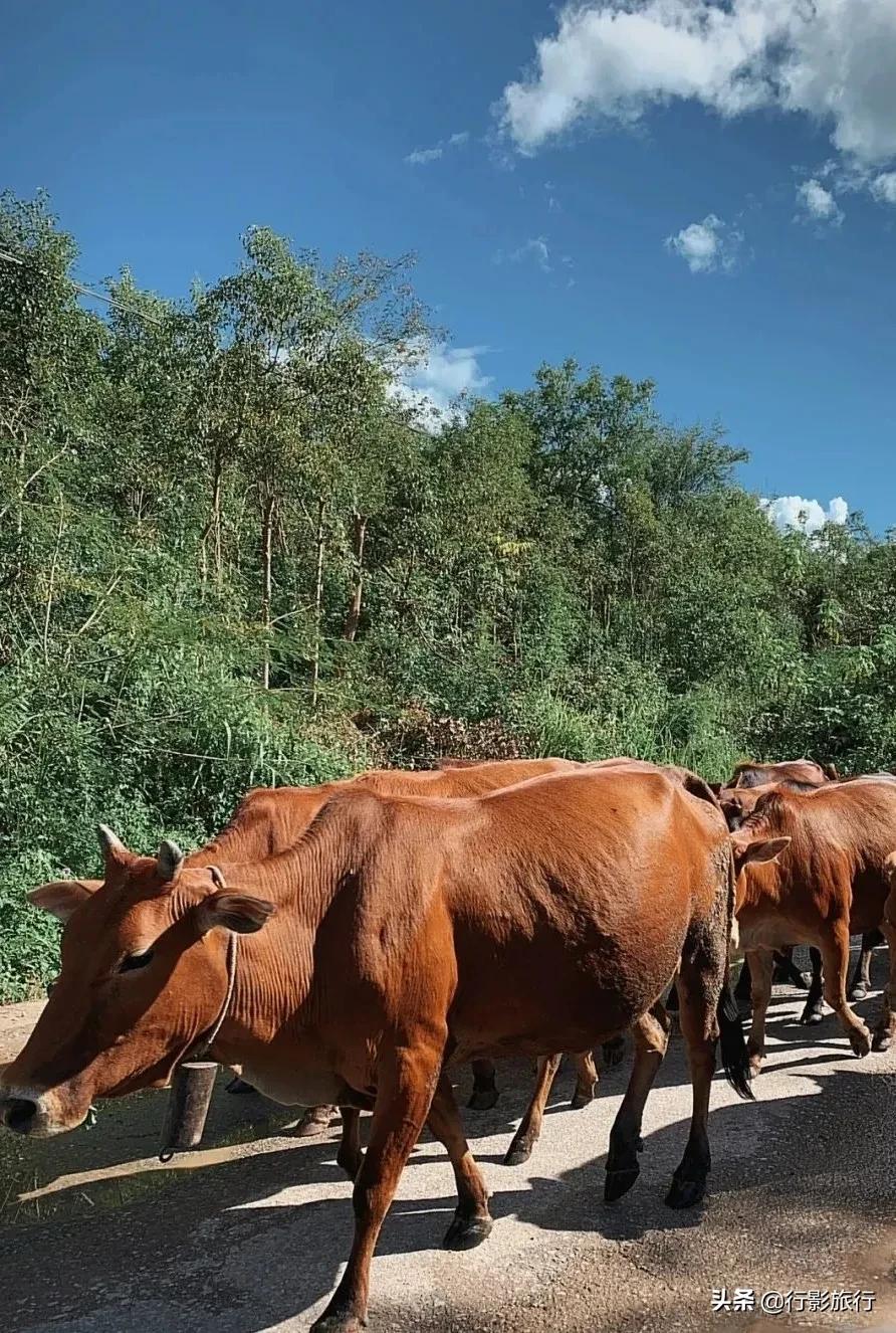介绍一下云南的西双版纳,云南西双版纳的介绍景点