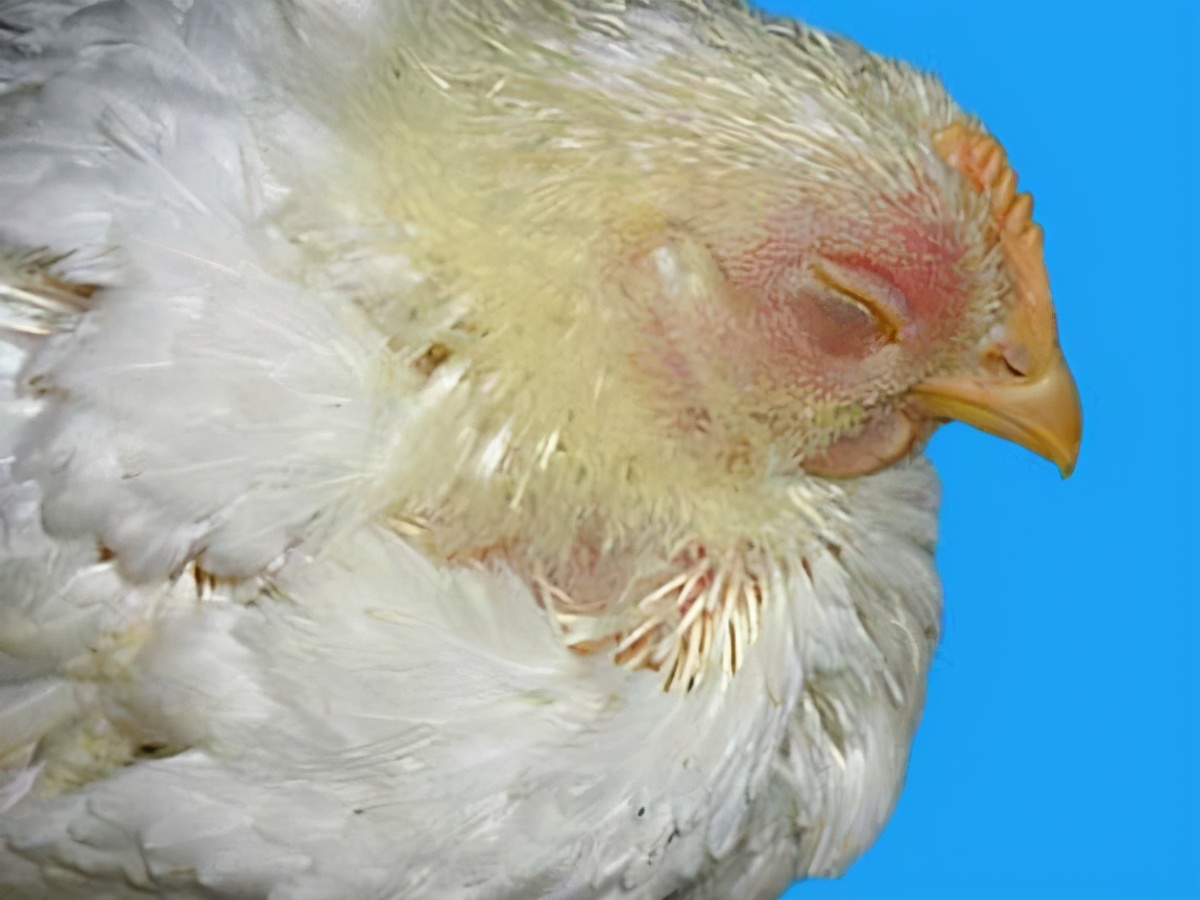 如何分辨虚寒下痢和泻热下痢,预防家禽白痢