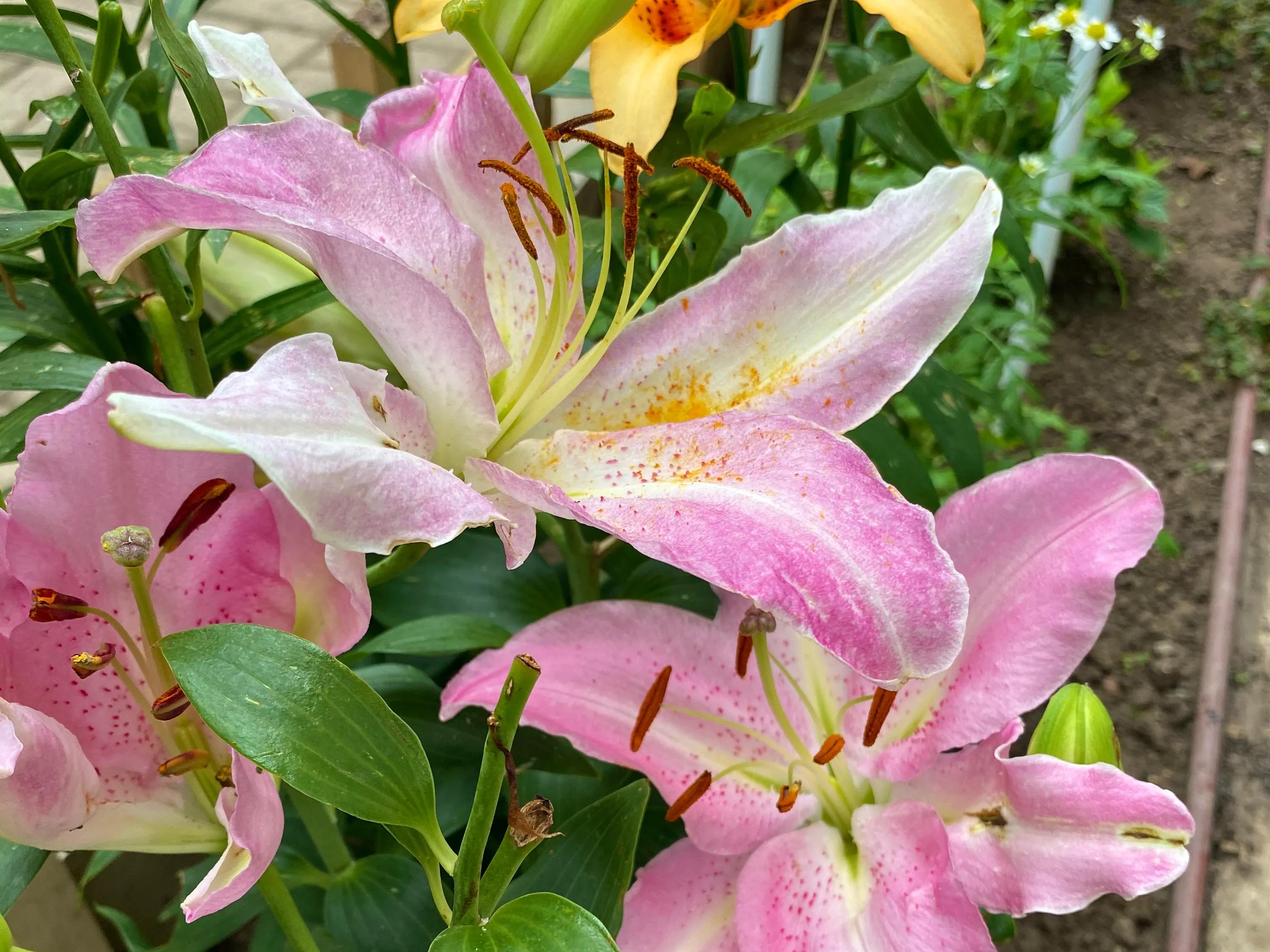 北边阳台适合种植的百合品种,不适合庭院种的百合品种