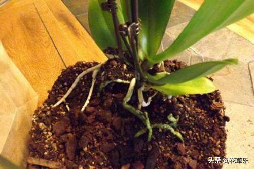 蕙兰叶子怎样塑形,蕙兰怎么养才开花多