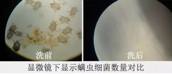 床单睡久了容易螨虫成窝？教你一新招，比太阳暴晒效果好