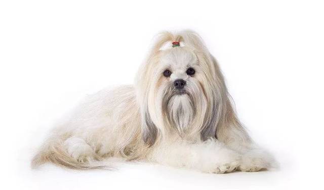 世界上12种最迷人的狗狗,12种超惹人喜爱的狗狗你认识几种