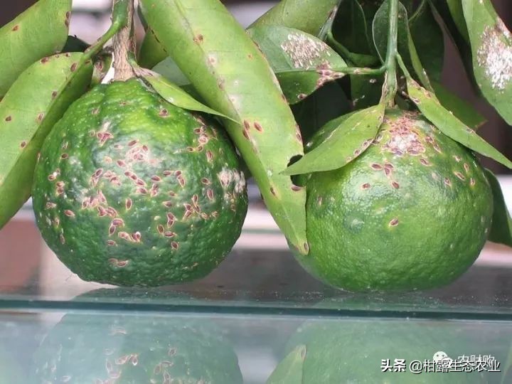 作物虫害识别大全图谱,果园物理防控虫害的方法