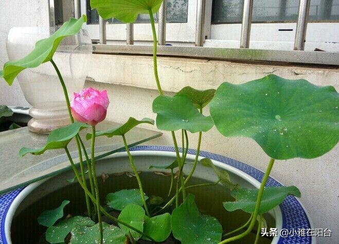 碗莲怎么养视频教程全集,碗莲怎样养才能开花多