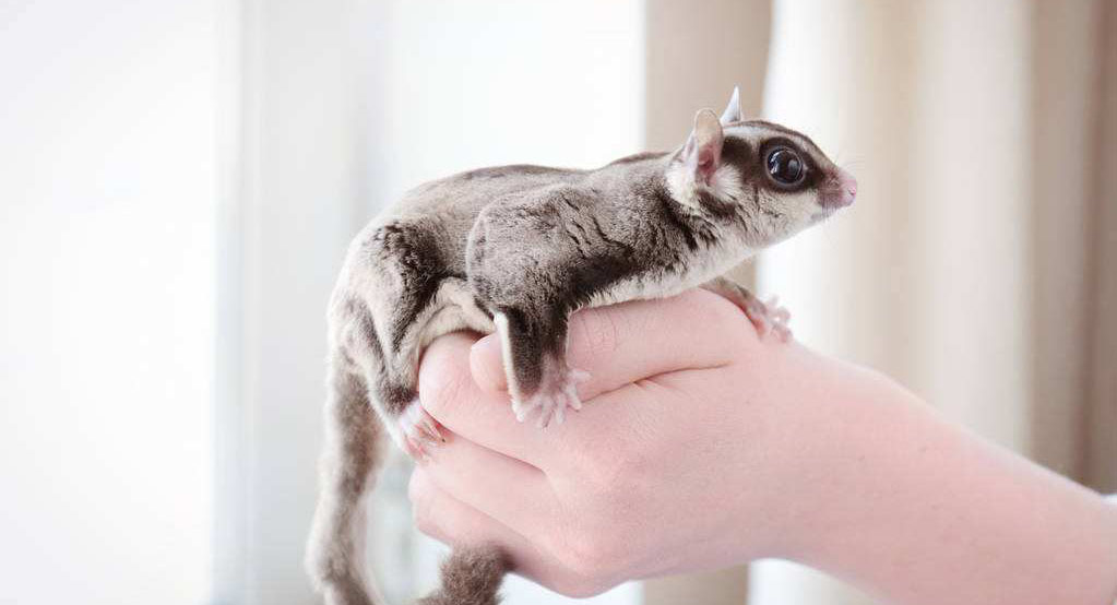 追星女孩的蜜袋鼯领养体验之5点