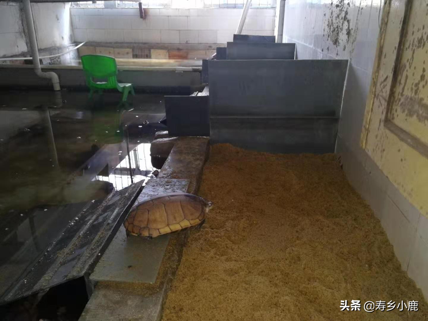 石金钱龟价格暴涨和暴跌的背后，真正的推手是谁？帮凶是谁？