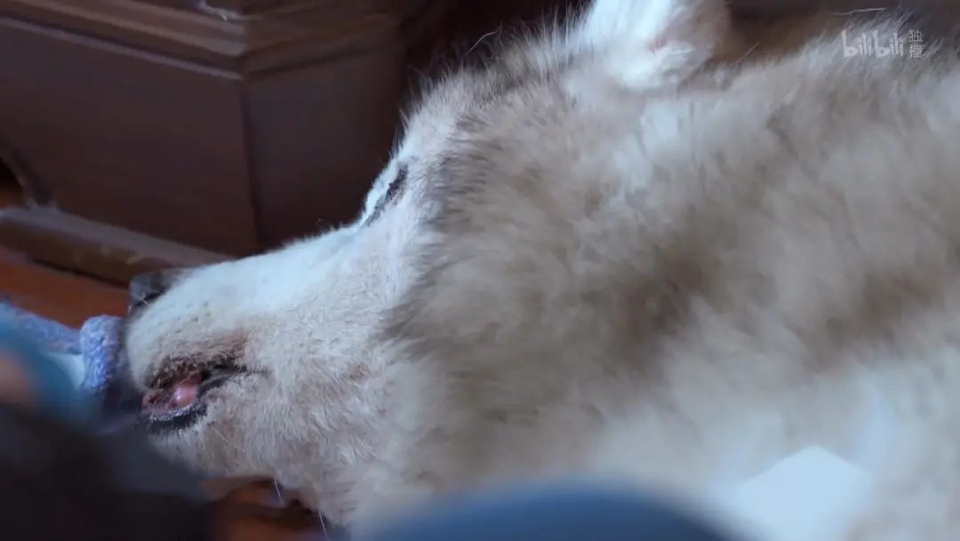 b站高分历史纪录片,2分钟一集的b站纪录片