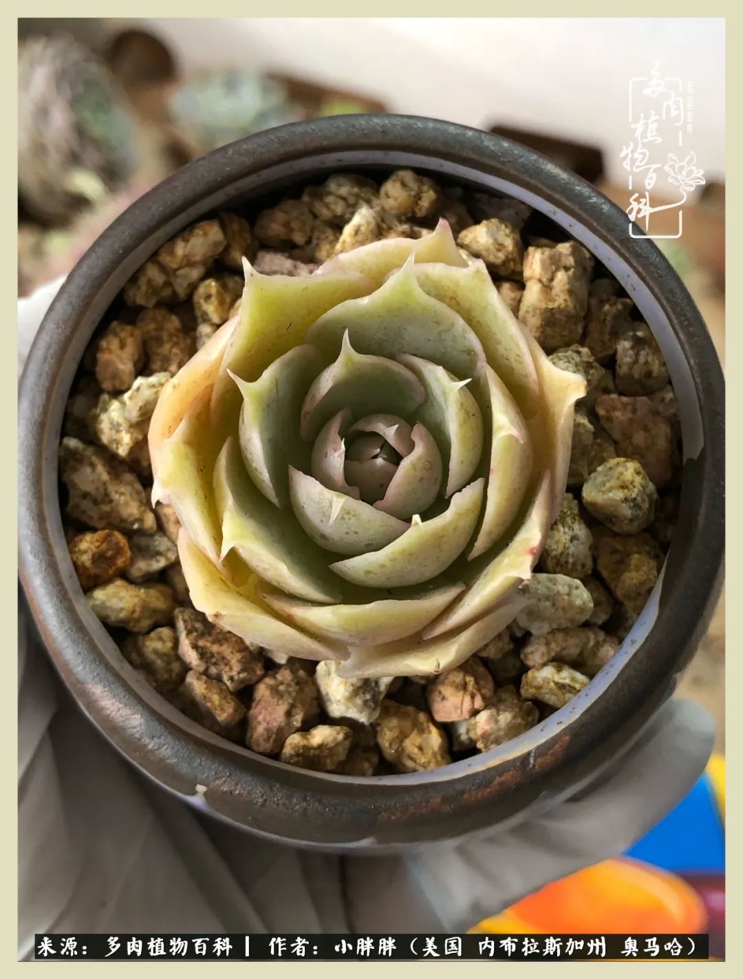 多肉小白入坑攻略,多肉中的鄙视链