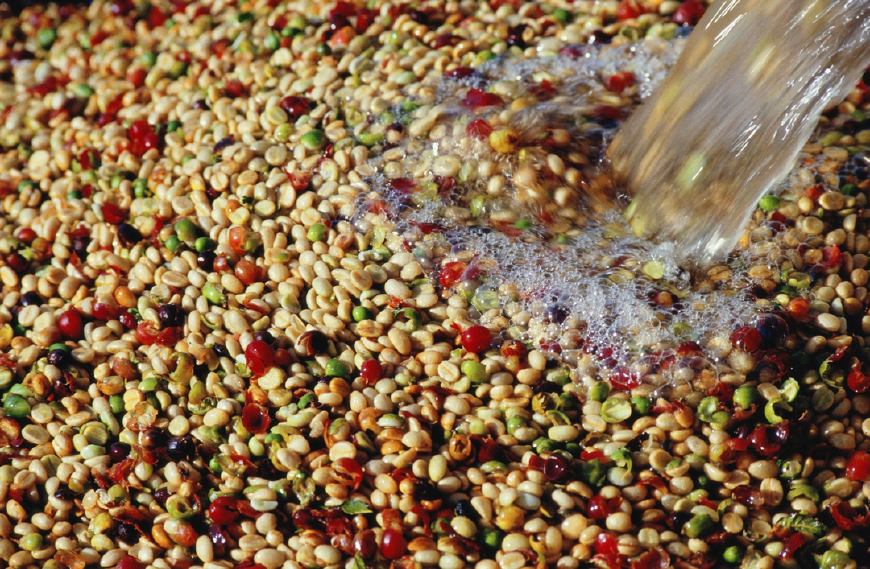 常见的咖啡品种有哪些,每个地方的咖啡有什么区别