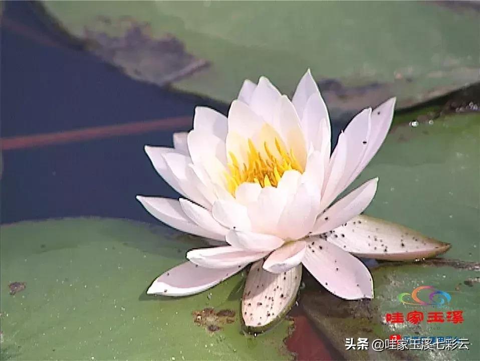 迷人！这里的“花中睡美人”盛开了