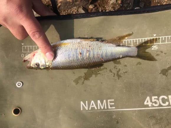 马口鱼用什么钓最好,钓友们钓过最大的翘嘴