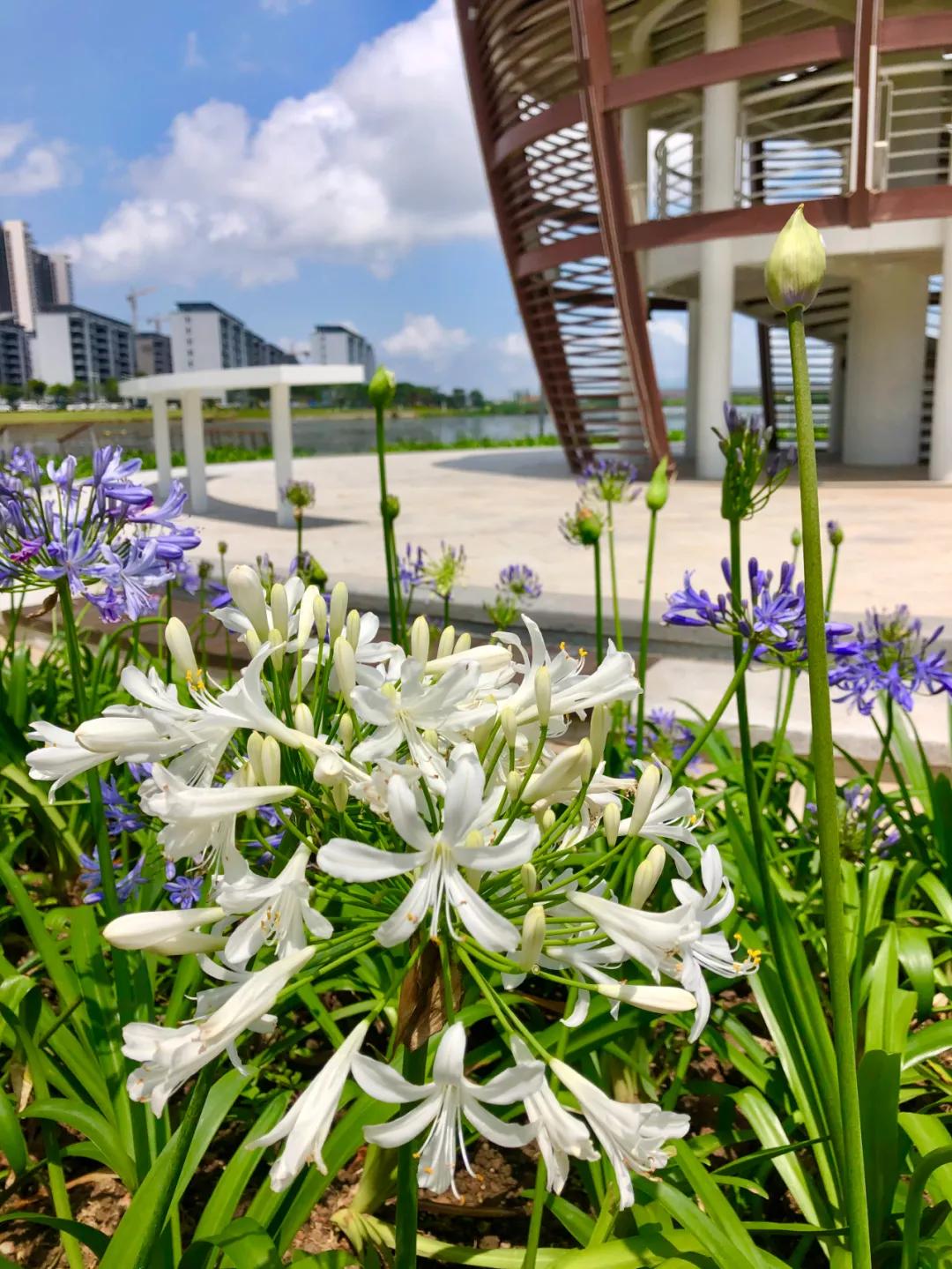 花园庭院设计花卉园艺,花园搭配的草类植物