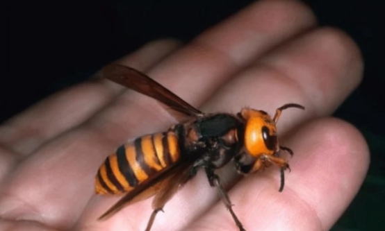 美国大黄蜂被导弹击落,亚洲大黄蜂入侵