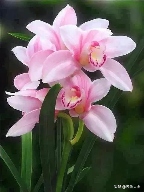 一至十二月的花期,12月到2月份的花期