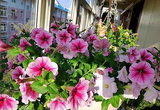 盆栽土壤长毛怎么办,盆栽土壤发霉长虫怎么办