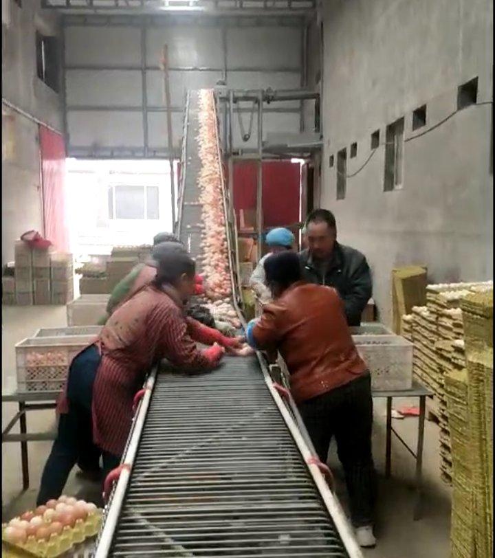 产蛋鸡不生蛋有没有解决办法,蛋鸡不明原因产蛋急剧下降