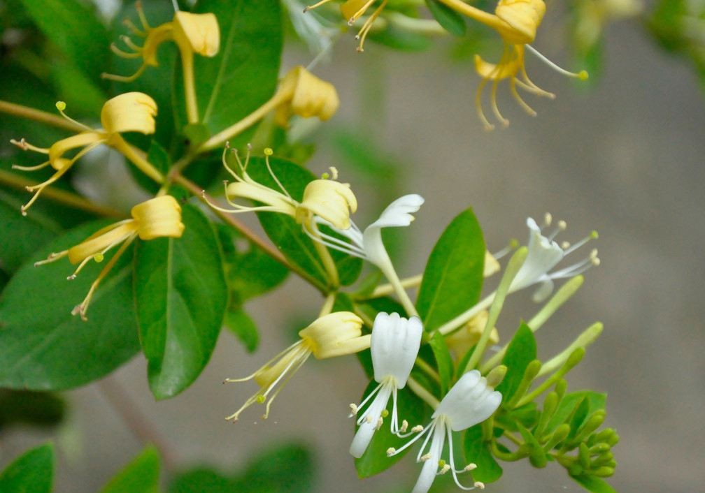 金银花忍冬藤黄芪,金银花忍冬藤的功效与作用