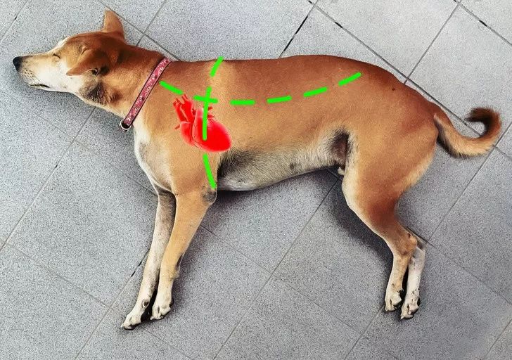 狗狗突然抽搐倒地怎么办,狗狗玩耍时受伤情绪低落