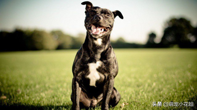 犬舍买狗攻略,揭秘犬舍买狗