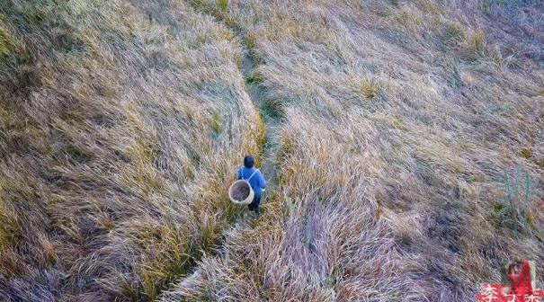 看完李子柒的视频有什么感觉,看李子柒的感想