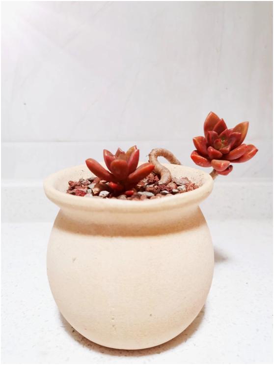 多肉虐我千百遍，我待多肉如初恋