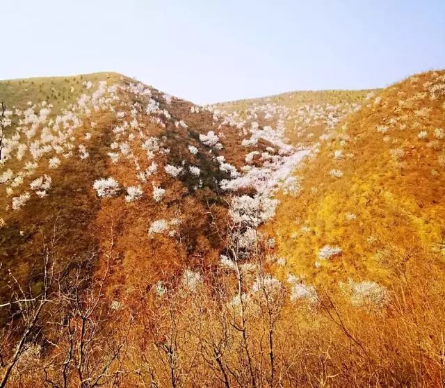 到了京郊这些花开四溢的“仙境”，您简直可以把日子过成诗！