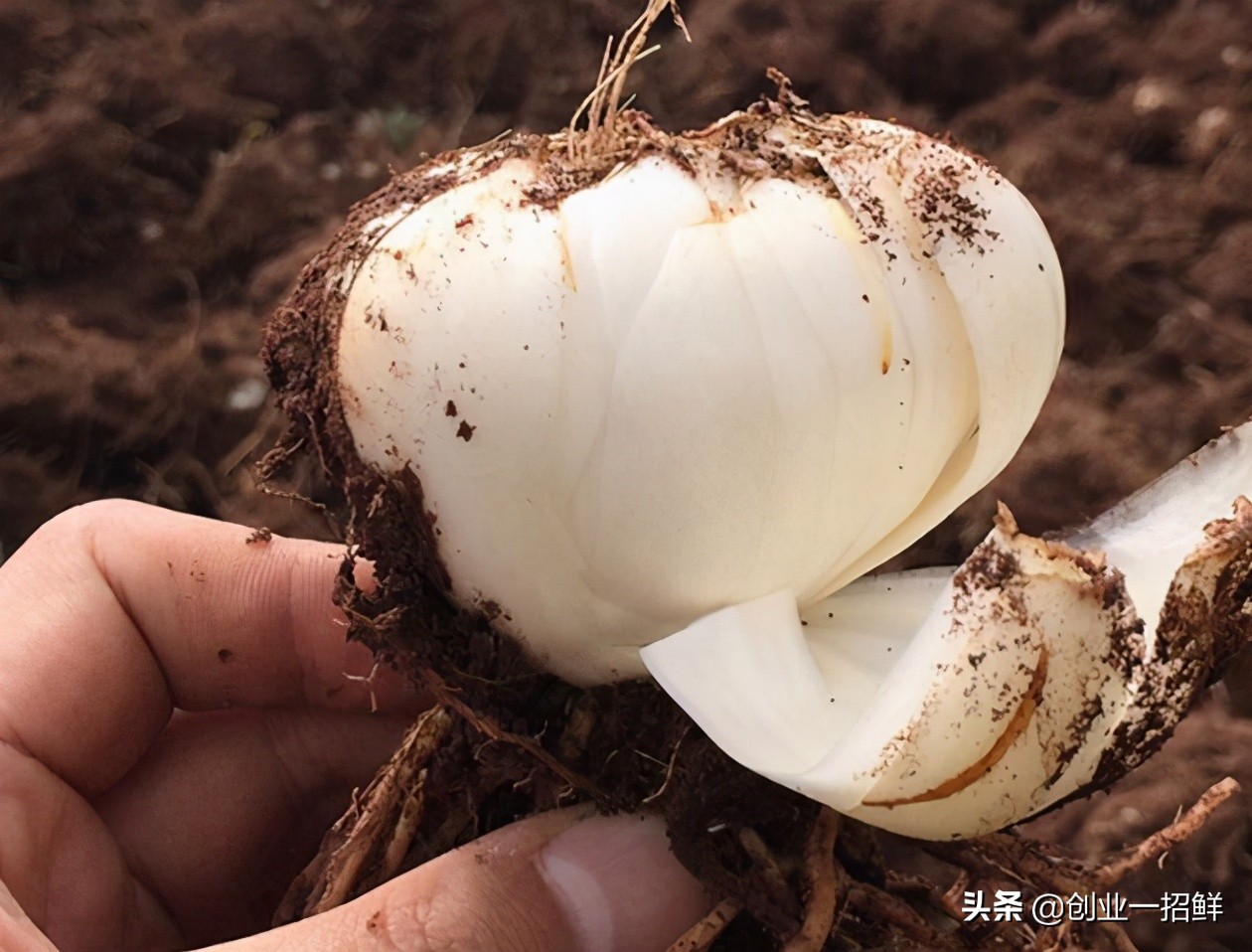 农村致富好项目500元小本创业,适合农村创业的最新致富项目