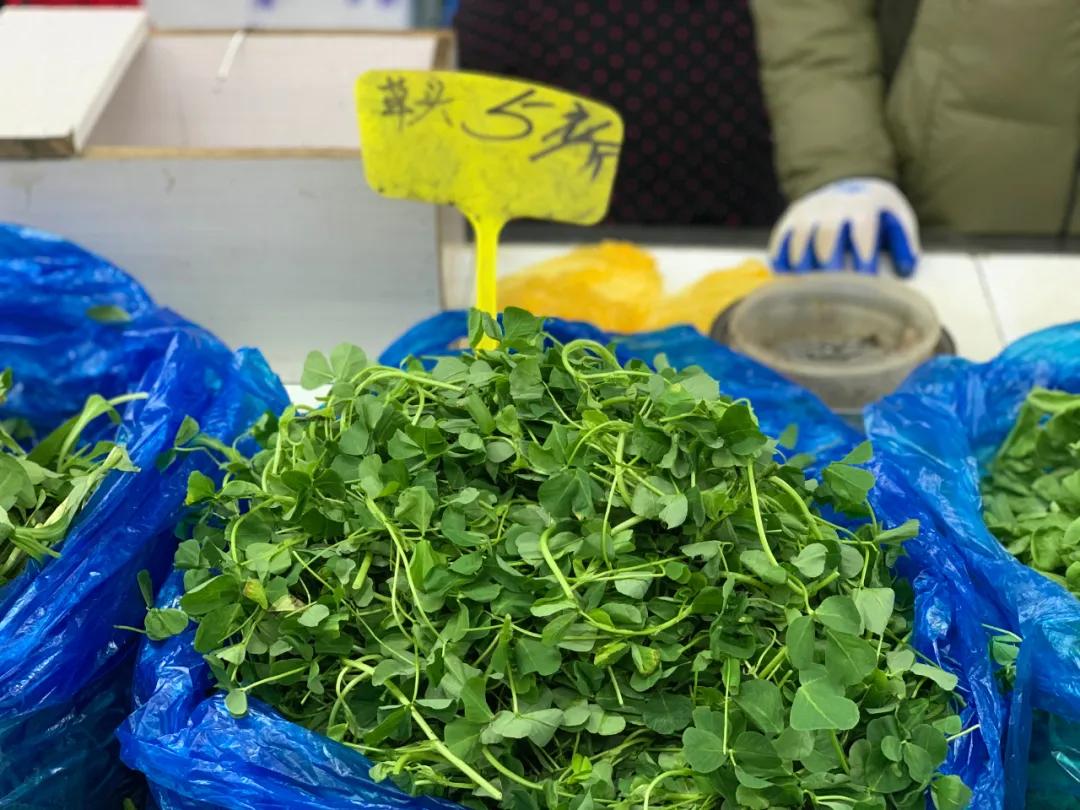 南京城市野菜猎人实录