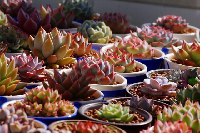 多肉是如何上色的,多肉怎么上色快又好看的绝招