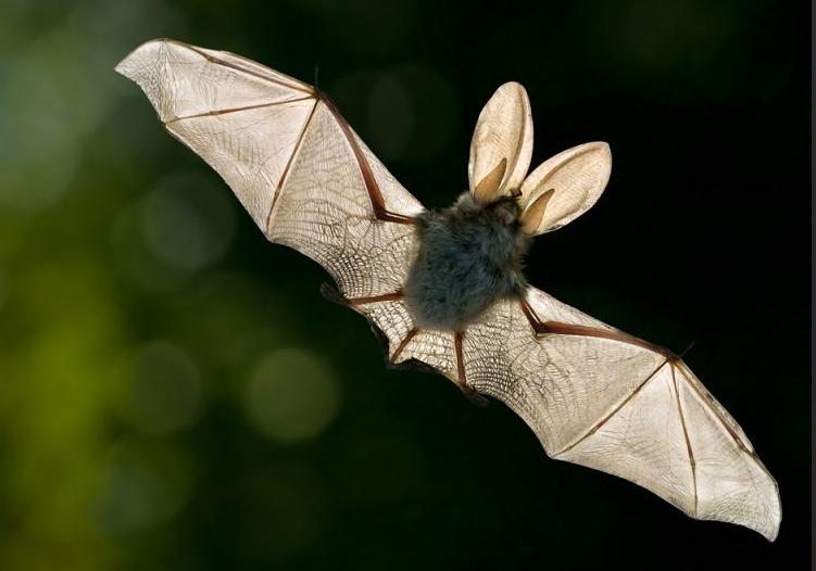 蝙蝠如何吃,李时珍说蝙蝠