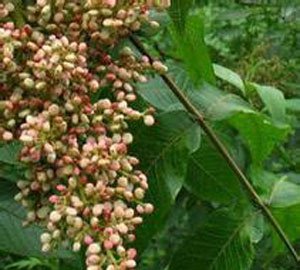 五倍子的树有哪些,什么树能长五倍子