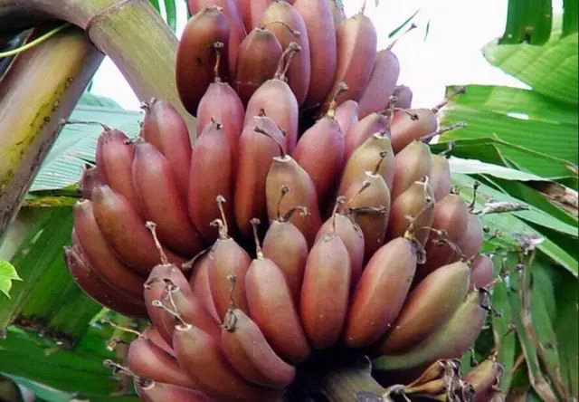 红香蕉苗广西新特色红美人香蕉苗红皮香蕉南洋红蕉长琦果苗