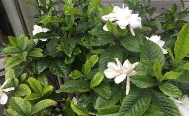 栀子花浇酸水的正确方法,栀子花叶子发黄用什么浇水