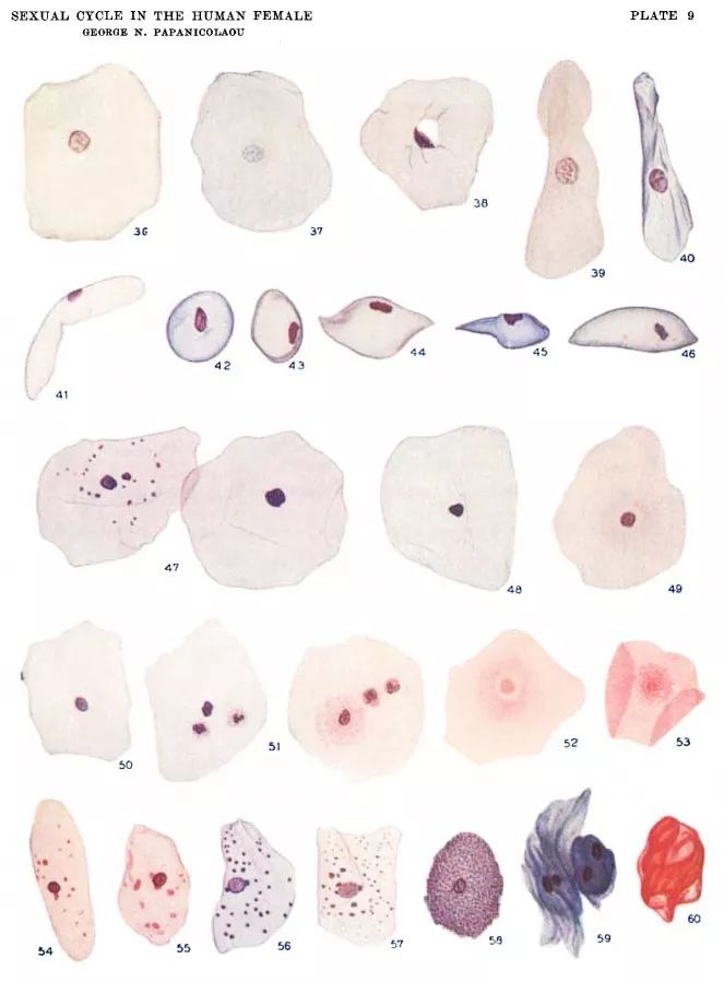 他灌醉了一只豚鼠，战胜了一种癌症，挽救了数百万女性的生命
