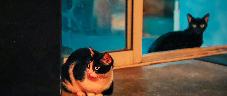 什么猫粮才是好猫粮,什么猫粮营养最好