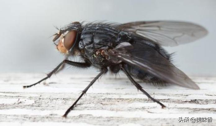 养羊场灭蝇的最佳方法,户外养殖场灭蝇什么方法最好用