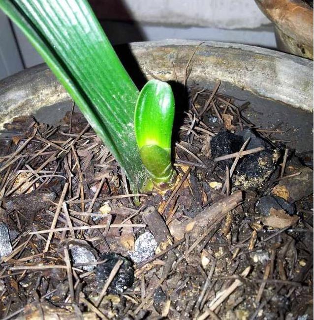 怎样让扦插的君子兰快速生根,土豆扦插君子兰多长时间能够发根