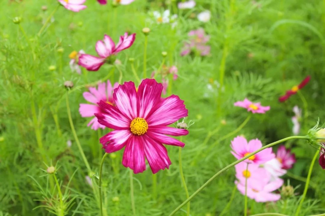 一招治愈脾胃特效药,调理脾胃治百病药方