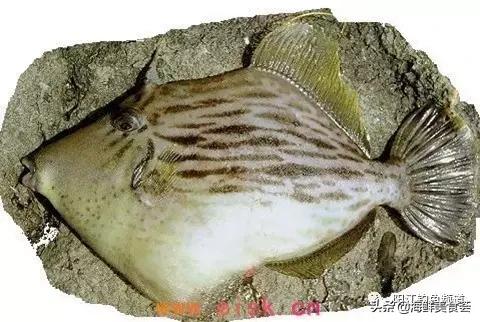 中国本土最便宜的鱼10种,哪些鱼档次又高又便宜