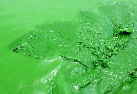 水产养殖治蓝藻最好方法,水产养殖蓝藻怎么防治