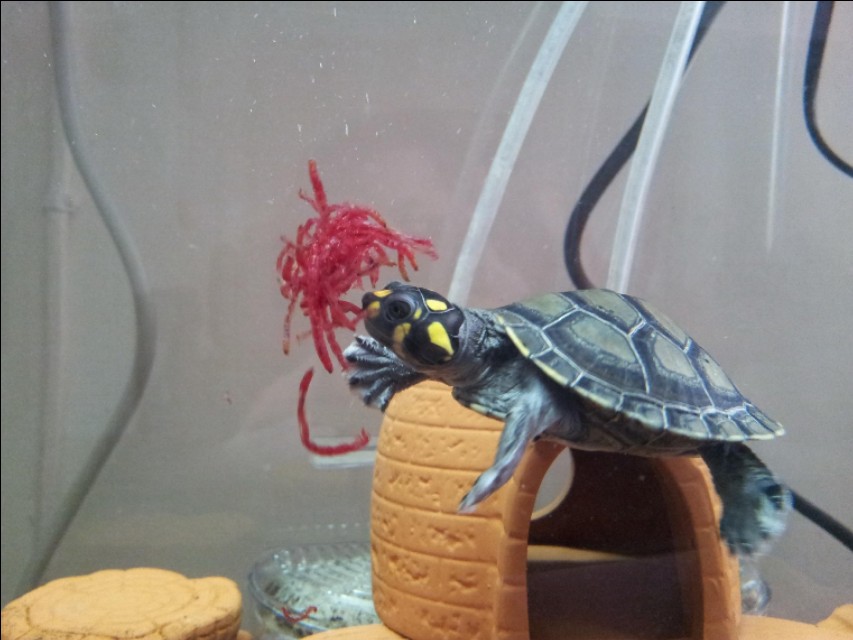 家庭水族箱热带鱼和黄头侧颈龟龟混养之入门指南